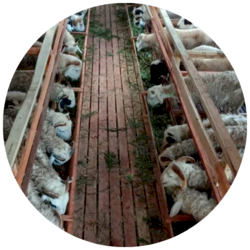 Kandang Milik Sendiri